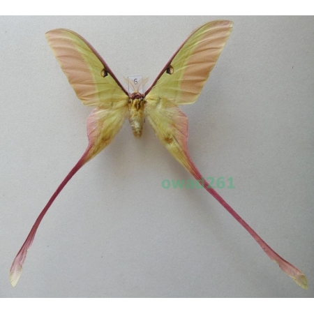 Actias dubernardi (Oberthür, 1897) male ex. ovo China 81mm6